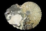 Silver, Iridescent Ammonite (Hoploscaphites) - South Dakota #155423-1